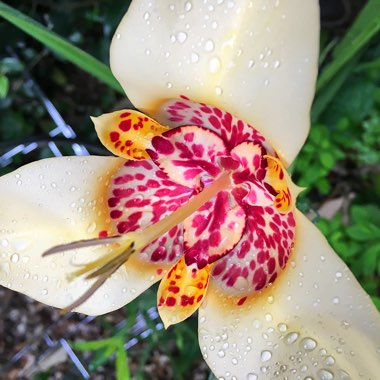 Tigridia pavonia 'Aurea'