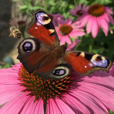 Echinacea purpurea 'Magnus'