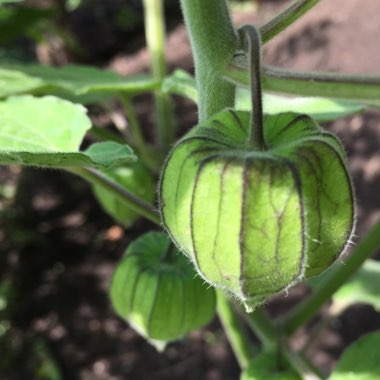 Physalis peruviana