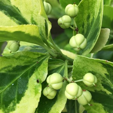 Euonymus fortunei 'Emerald 'n' Gold'