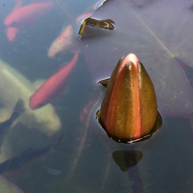 Nymphaea