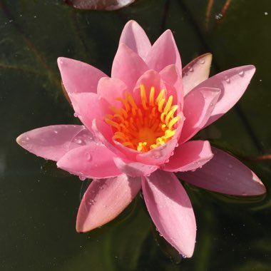 Nymphaea