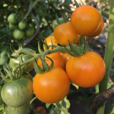 Solanum lycopersicum  syn. Lycopersicon lycopersicum