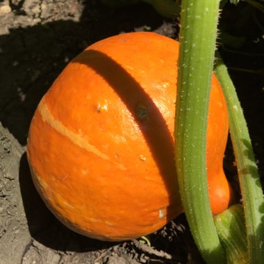 Cucurbita Maxima 'Uchiki Kuri'