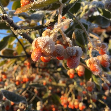 Euonymus