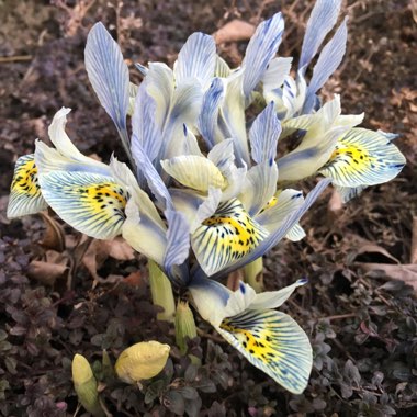 Iris 'Katharine Hodgkin' syn. Iris reticulata 'Katharine Hodgkin', Iris 'Injad Sherwood', Iris reticulata 'Injad Sherwood'