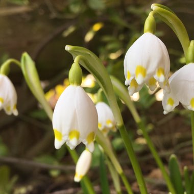 Leucojum vernum