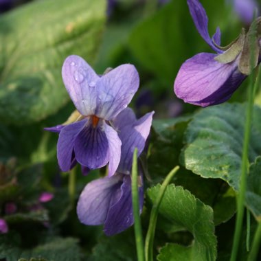 Viola odorata