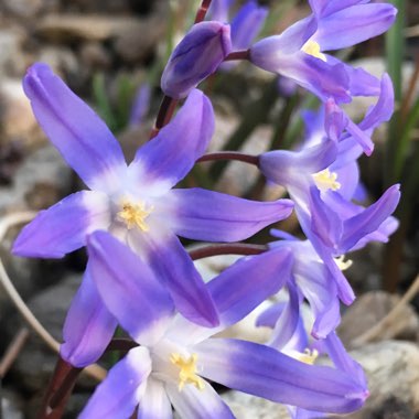 Chionodoxa