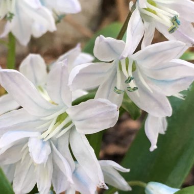 Scilla mischtschenkoana