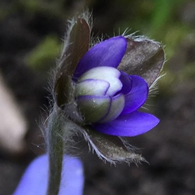 Hepatica nobilis syn. Anemone hepatica L. ; Hepatica triloba