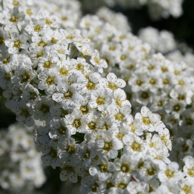 Spiraea 'Arguta' syn. Spiraea x arguta