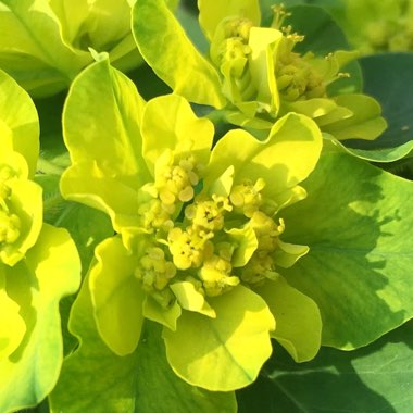 Euphorbia polychroma