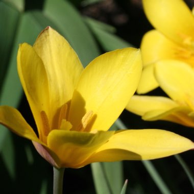 Tulipa clusiana var. chrysantha