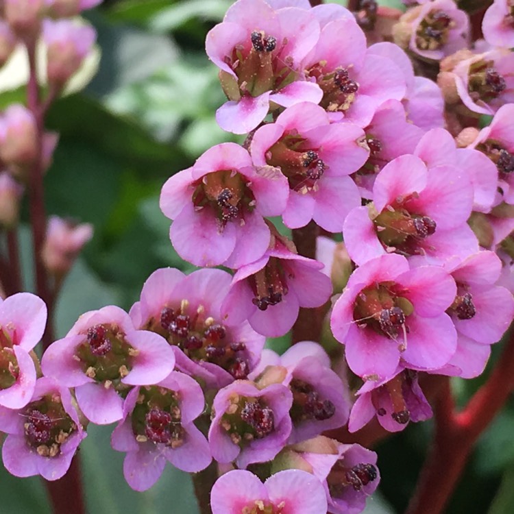 Plant image Bergenia cordifolia