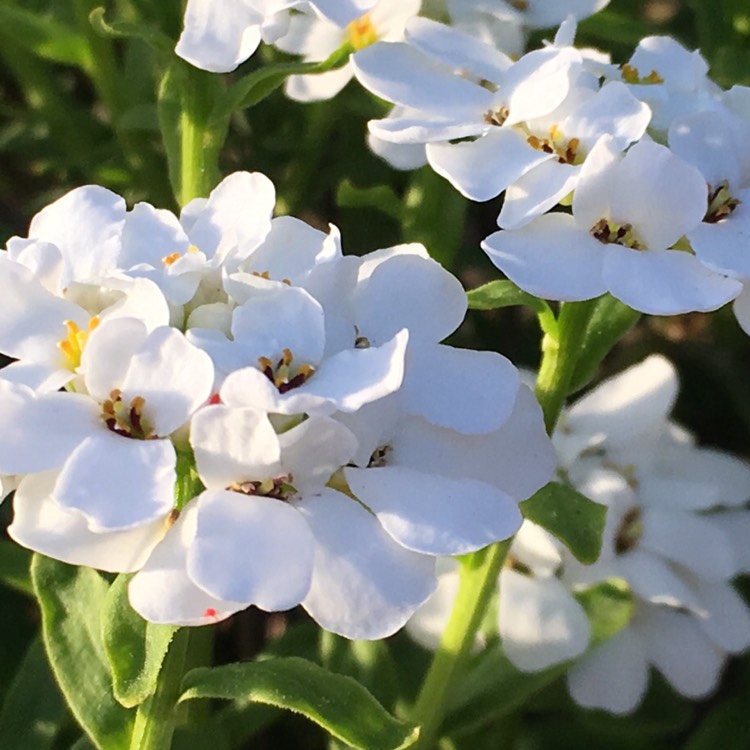 Plant image Iberis sempervirens 'Whiteout'