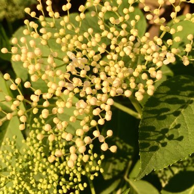 Sambucus nigra