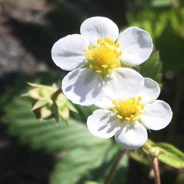 Fragaria vesca