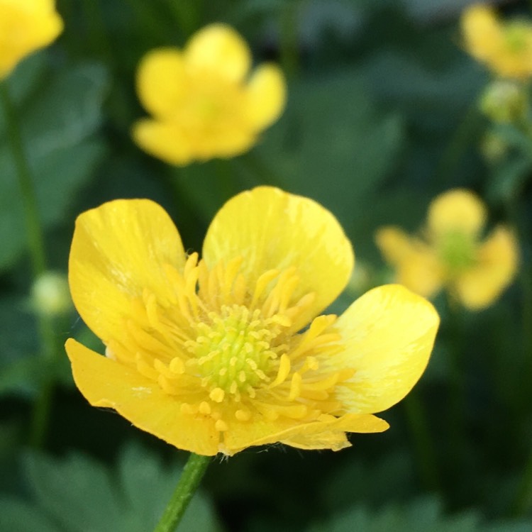 Plant image Ranunculus repens