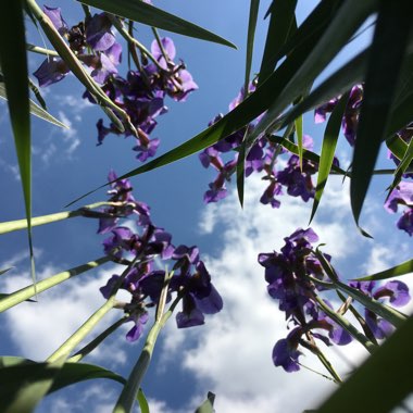 Iris Setosa 'Baby Blue'