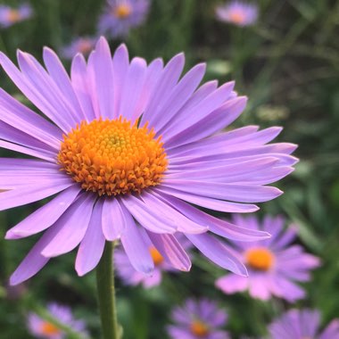 Aster tongolensis 'Wartburgstern'