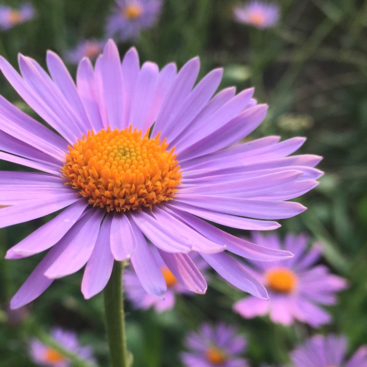 Plant image Aster tongolensis 'Wartburgstern'