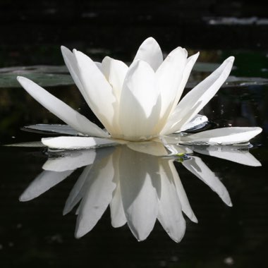 Nymphaea