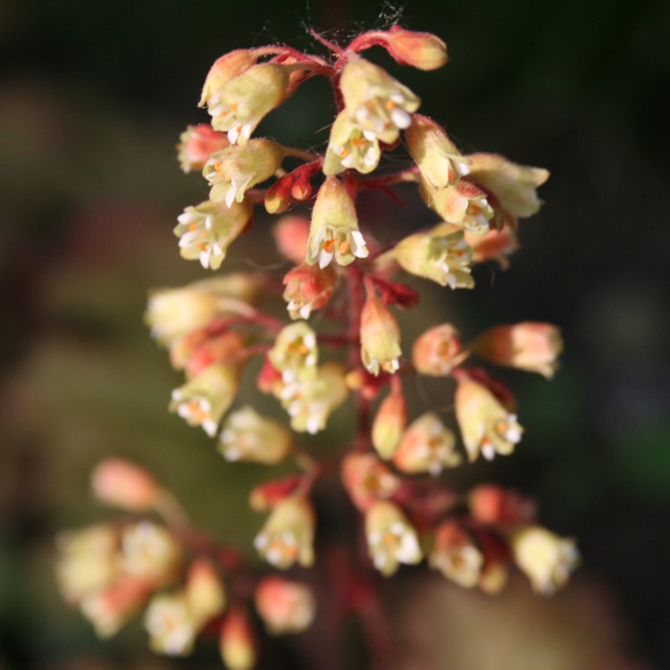 Plant image Heuchera 'Ginger ale'