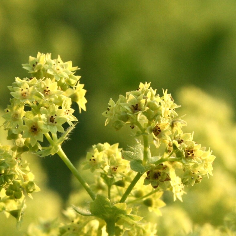 Plant image Alchemilla