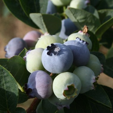 Vaccinium corymbosum