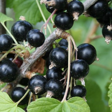 Ribes nigrum