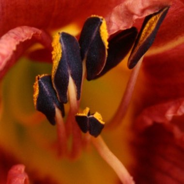 Hemerocallis fulva