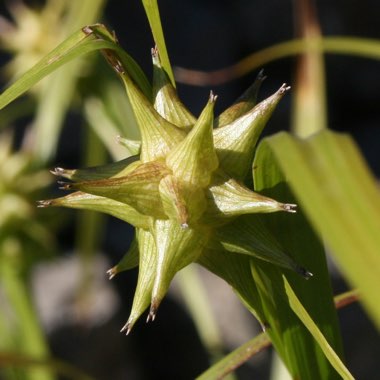 Carex grayi