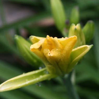 Hemerocallis 'Double Oh'