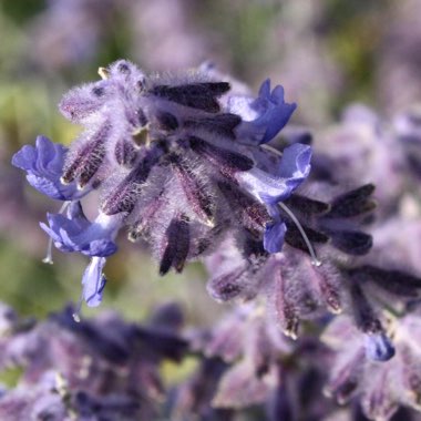 Salvia 'Blue Spire' syn. Perovskia 'Blue Spire'