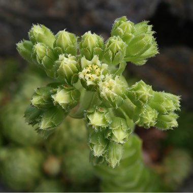 Jovibarba globifera