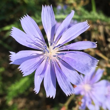 Cichorium intybus