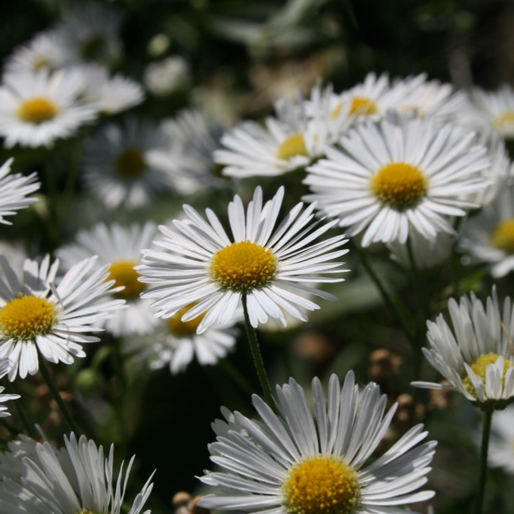 Plant image Erigeron annuus