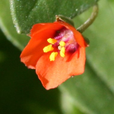 Anagallis arvensis