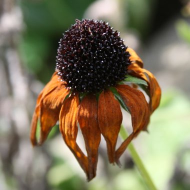 Rudbeckia fulgida var. sullivantii 'Goldsturm'