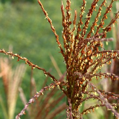 SIlver Grass 'Zebrinus'