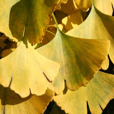 Maidenhair Tree 'Horizontalis'