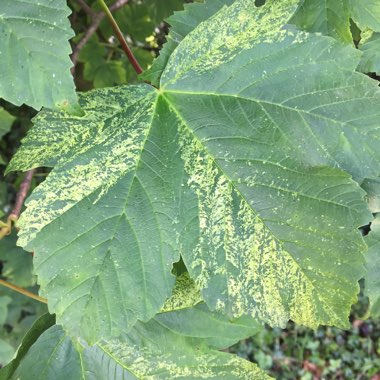 Acer pseudoplatanus