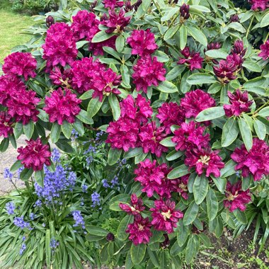 Rhododendron (Species) Pontic Rhododendron