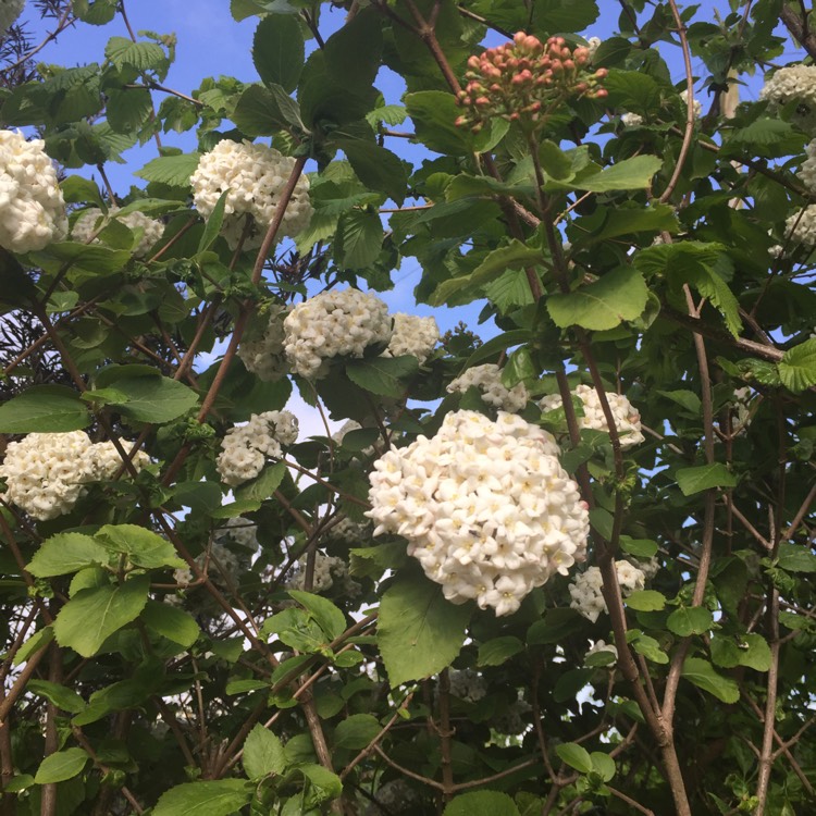 Plant image Viburnum x burkwoodii