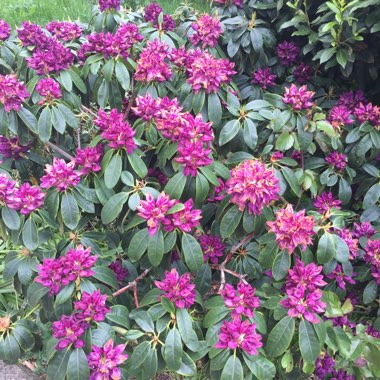 Rhododendron ponticum