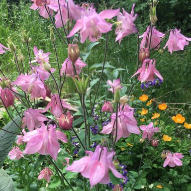 Aquilegia