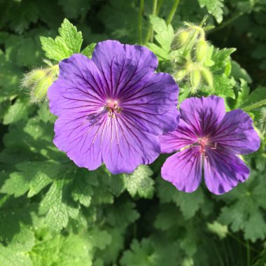 Geranium