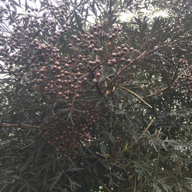 Sambucus nigra f. porphyrophylla 'Eva' syn. Sambucus nigra f. porphyrophylla 'Black Lace', Sambucus nigra 'Black Lace'