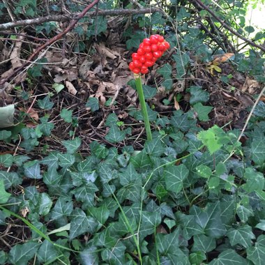 Arum maculatum